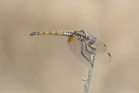 Trithemis annulata Trithemis annual, female. Trithemis annulata,Violet dropwing,animalia,anisoptera,biodiversity,dragonfly,insects,odonata