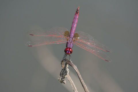 Trithemis annulata Trithemis annulata, male Trithemis annulata,Violet dropwing,animalia,anisoptera,biodiversity,insects,libellulidae,odonata