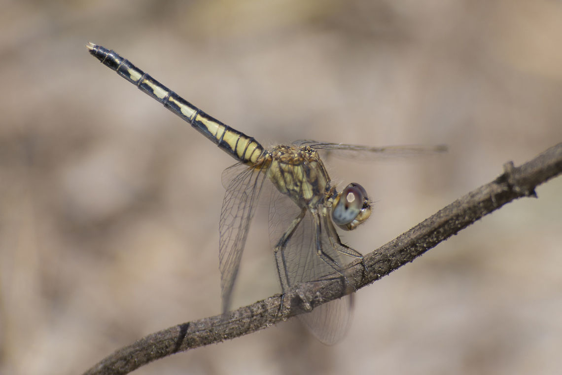 Diplacodes lefebvrii Diplacodes lefebvrii, female. Black Percher,Diplacodes lefebvrii,animalia,anisoptera,biodiversity,insects,libellulidae,odonata