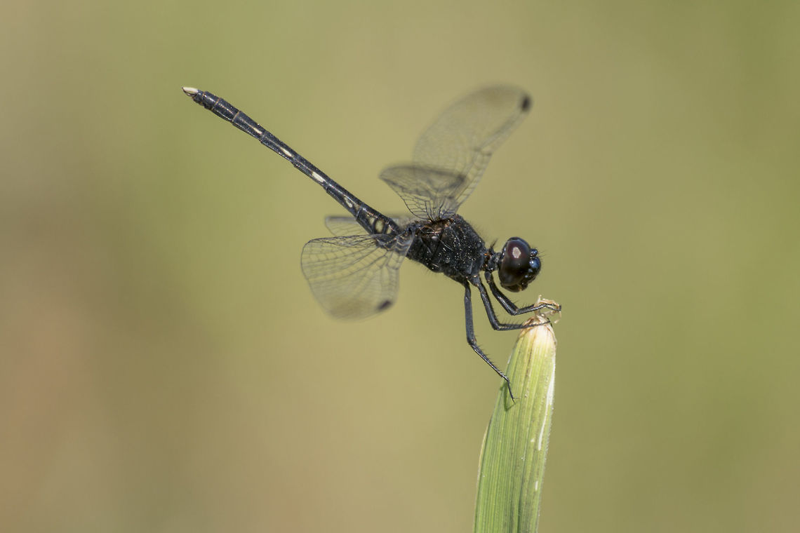 Diplacodes lefebvrii Diplacodes lefebvrii, sub-adult male. Black Percher,Diplacodes lefebvrii,animalia,anisoptera,biodiversity,insects,libellulidae,odonata
