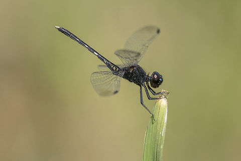 Diplacodes lefebvrii Diplacodes lefebvrii, sub-adult male. Black Percher,Diplacodes lefebvrii,animalia,anisoptera,biodiversity,insects,libellulidae,odonata