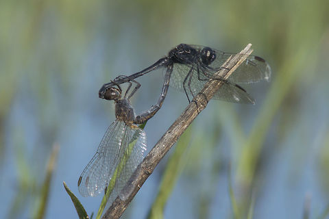 Diplacodes lefebvrii Diplacodes lefebvrii, full grown adult mating wheel. Black Percher,Diplacodes lefebvrii,animalia,anisoptera,biodiversity,insects,libellulidae,odonata