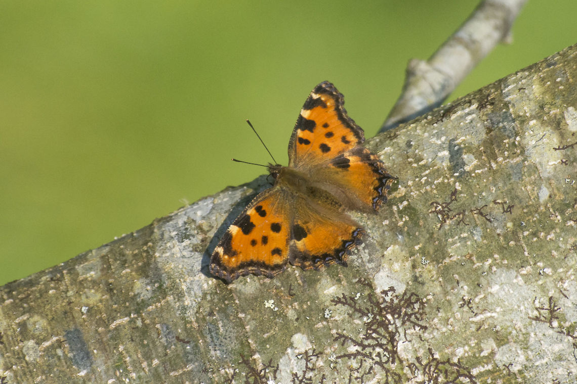 Nymphalis polychloros Nymphalis polychloros Large Tortoiseshell,Nymphalis polychloros,Rhopalocera,arthropoda,biodiversity,butterflies,butterfly,insects,lepidoptera,nymphalidae