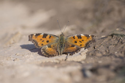 Nymphalis polychloros Nymphalis polychloros, that was in hibernation. Specimens usually spotted in the beginning of the year are those who came from hibernation, usually they present marking of age, such as a great loss of scales and consequent discoloration, and shattered/ragged wings. Large Tortoiseshell,Nymphalis polychloros,Rhopalocera,arthropoda,biodiversity,insects,lepidoptera,nymphalidae