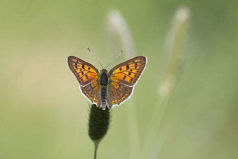 Lycaena bleusei Lycaena bleusei, male. Iberian Sooty Copper,Lycaena bleusei,Rhopalocera,arthropoda,biodiversity,butterfly,insects,lepidoptera,lycaenidae