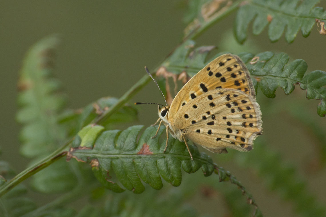 Lycaena bleusei Lycaena bleusei Iberian Sooty Copper,Lycaena bleusei,Rhopalocera,arthropoda,biodiversity,butterfly,insects,lepidoptera,lycaenidae