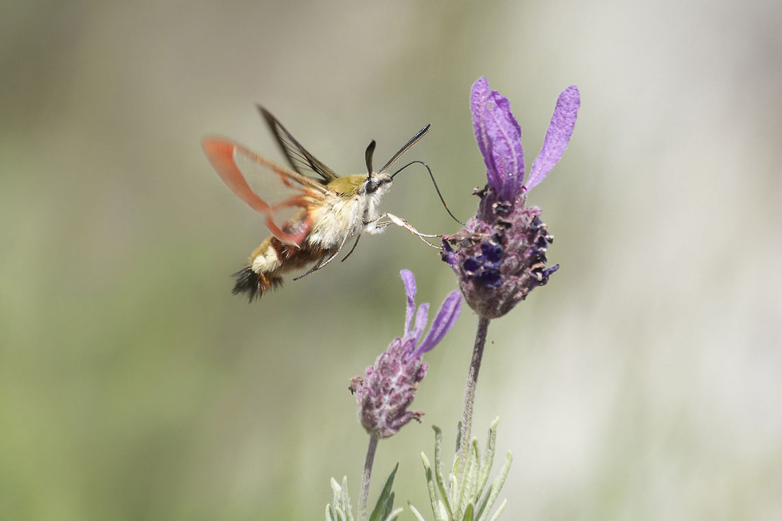 Hemaris fuciformis Hemaris fuciformis Hemaris fuciformis,Humming bird Moth,arthropoda,biodiversity,broad-bordered bee hawk-moth,heterocera,insects,lepidoptera,sphingidae