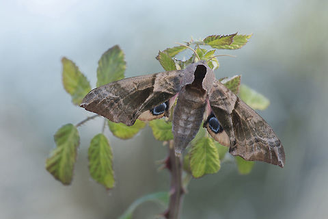 Smerinthus ocellatus Smerinthus ocellatus, female. Moth Week 2018,Smerinthus ocellatus,Sphingidae,arthropoda,biodiversity,heterocera,insects,lepidoptera,moth