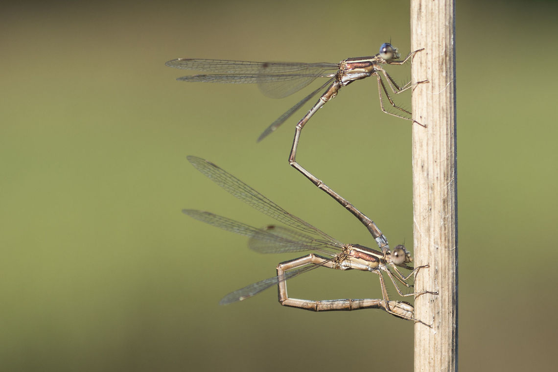 Lestes virens Lestes virens, tandem oviposition. Lestes virens,animalia,arthropoda,biodiversity,insects,lestes virens,lestidae,odonata,oviposition,tandem,zygoptera