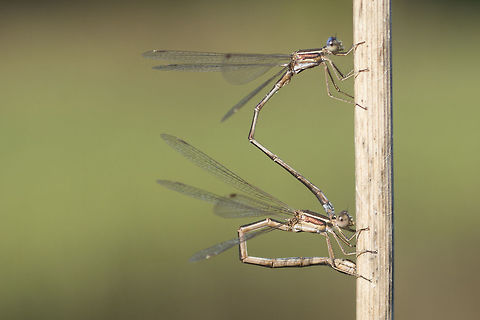 Lestes virens Lestes virens, tandem oviposition. Lestes virens,animalia,arthropoda,biodiversity,insects,lestes virens,lestidae,odonata,oviposition,tandem,zygoptera