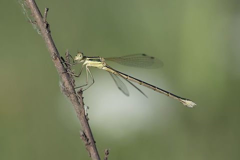 Lestes barbarus Lestes barbarus, female. Lestes barbarus,Southern Emerald Damselfly,animalia,arthropoda,biodiversity,insects,lestidae,odonata,zygoptera