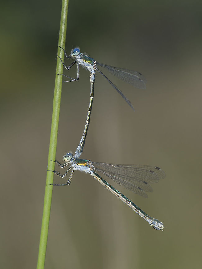 Lestes dryas Lestes dryas, tandem oviposition. Lestes dryas,animalia,arthropoda,biodiversity,insects,lestidae,odonata,zygoptera