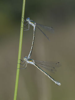 Lestes dryas Lestes dryas, tandem oviposition. Lestes dryas,animalia,arthropoda,biodiversity,insects,lestidae,odonata,zygoptera