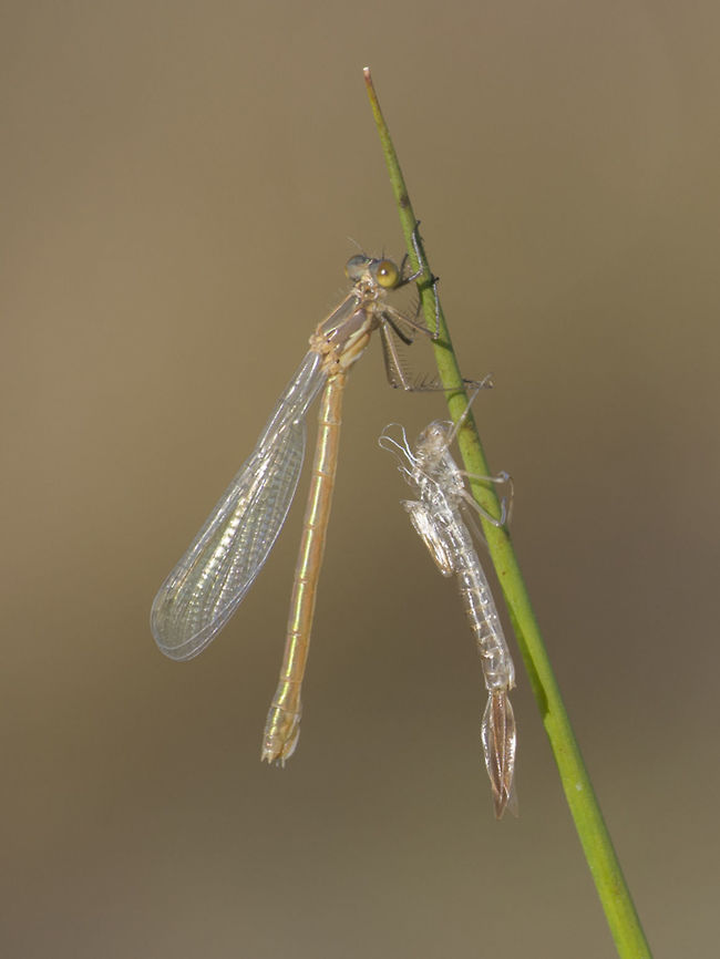 Lestes dryas Lestes dryas, emergence. Immature female and exuviae Lestes dryas,animalia,arthropoda,biodiversity,insects,lestidae,odonata,zygoptera
