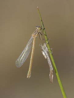Lestes dryas Lestes dryas, emergence. Immature female and exuviae Lestes dryas,animalia,arthropoda,biodiversity,insects,lestidae,odonata,zygoptera