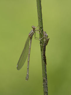 Chalcolestes viridis Chalcolestes viridis, immature female, nearly 30 min after its emergence.  Chalcolestes viridis,Willow Emerald Damselfly,animalia,biodiversity,exuviae,insects,lestidae,odonata,zygoptera