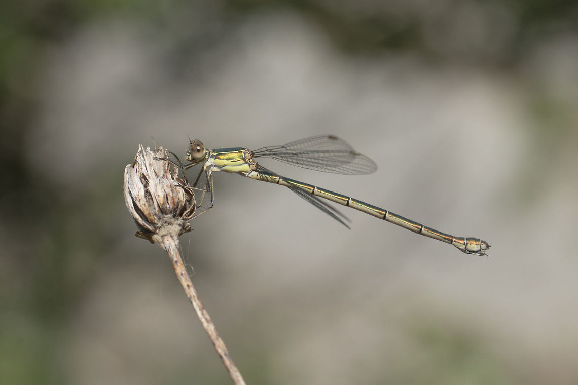 Chalcolestes viridis Chalcolestes viridis, adult female. Chalcolestes viridis,Willow Emerald Damselfly,animalia,biodiversity,insects,lestidae,odonata,zygoptera