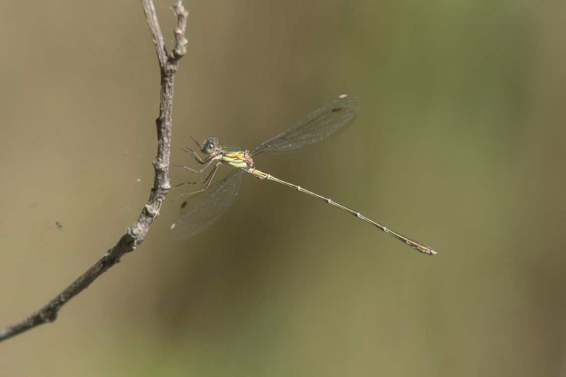 Chalcolestes viridis Chalcolestes viridis, male in flight Chalcolestes viridis,Willow Emerald Damselfly,animalia,biodiversity,insects,lestidae,odonata,zygoptera