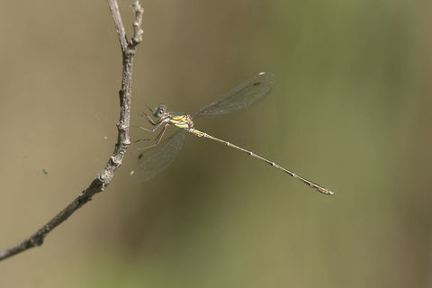 Chalcolestes viridis Chalcolestes viridis, male in flight Chalcolestes viridis,Willow Emerald Damselfly,animalia,biodiversity,insects,lestidae,odonata,zygoptera