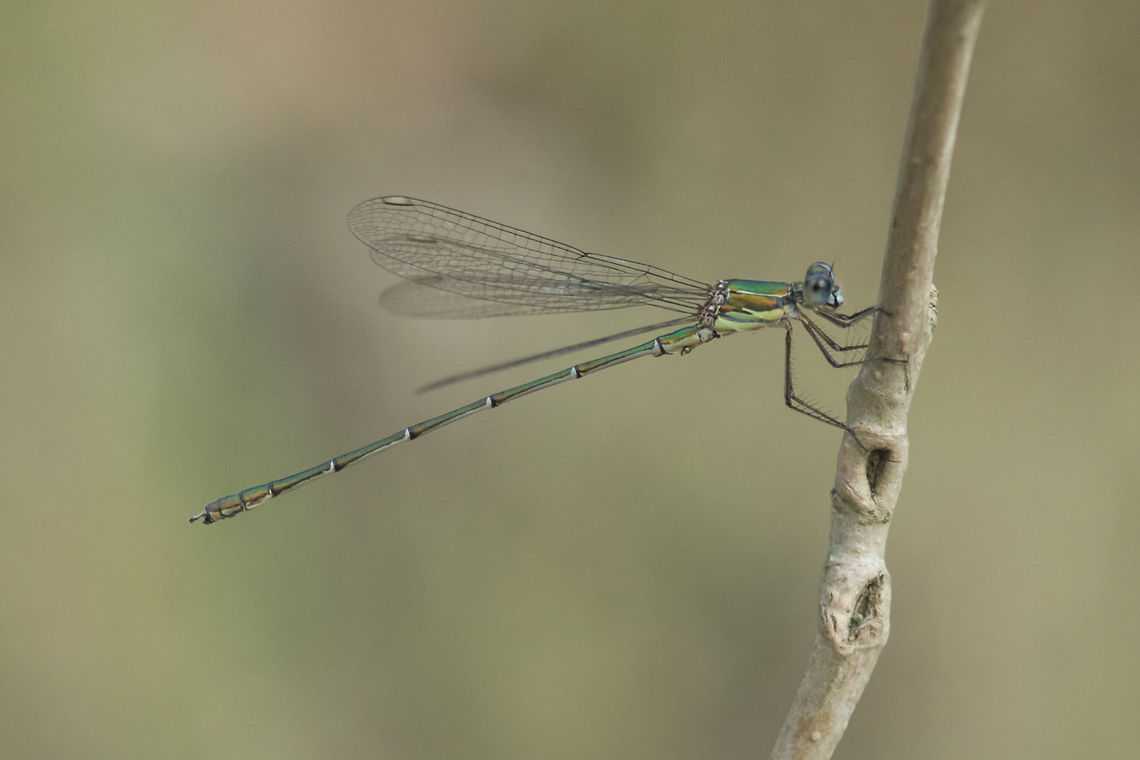 Chalcolestes viridis Chalcolestes viridis, adult male. Chalcolestes viridis,Willow Emerald Damselfly,animalia,biodiversity,insects,lestidae,odonata,zygoptera