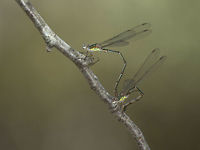 Chalcolestes viridis Chalcolestes viridis, oviposition in a branch of Alnus glutinosa. Chalcolestes viridis,Willow Emerald Damselfly,animalia,biodiversity,insects,lestidae,odonata,oviposition,posture,zygoptera