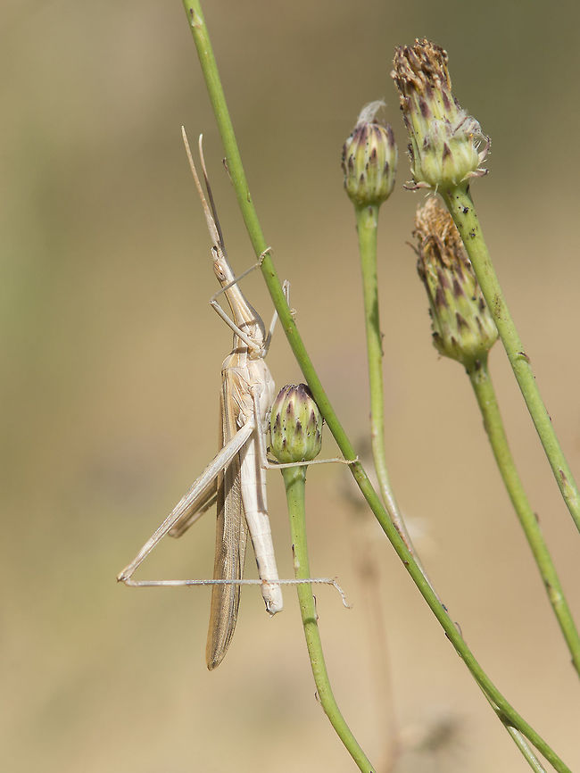 Truxalis nasuta Truxalis nasuta Acrididae,Animalia,Arthropoda,Insecta,Orthoptera,Truxalis nasuta,biodiversity,caelifera,grasshopper