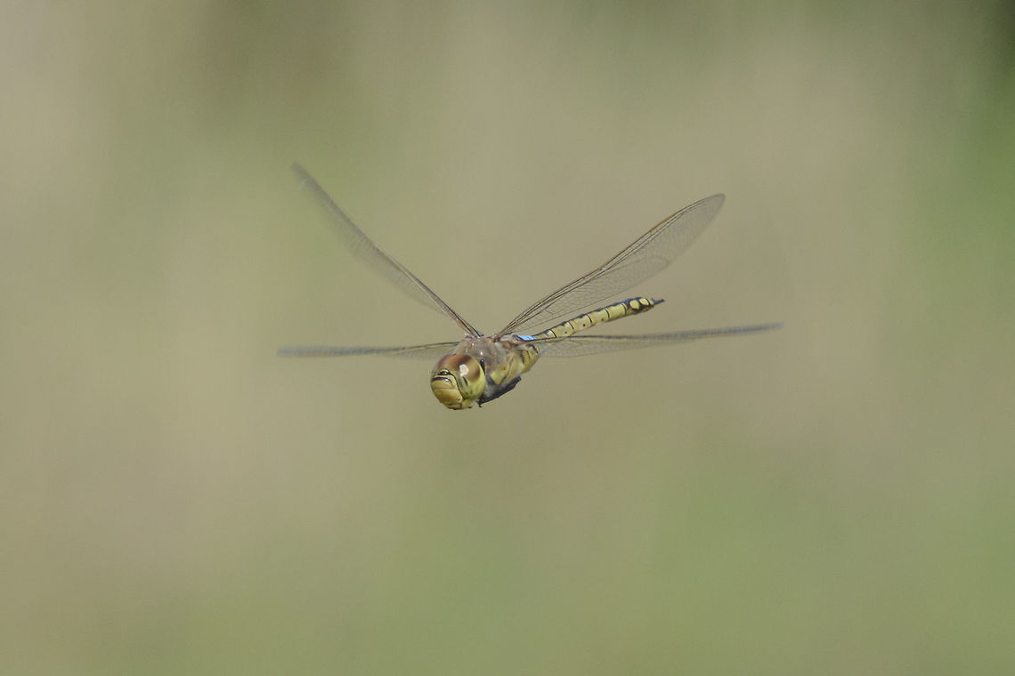 Anax ephippiger Anax ephippiger, male in flight. Anax ephippiger,Vagrant emperor,aeshnidae,animalia,anisoptera,arthropoda,biodiversity,insecta,odonata