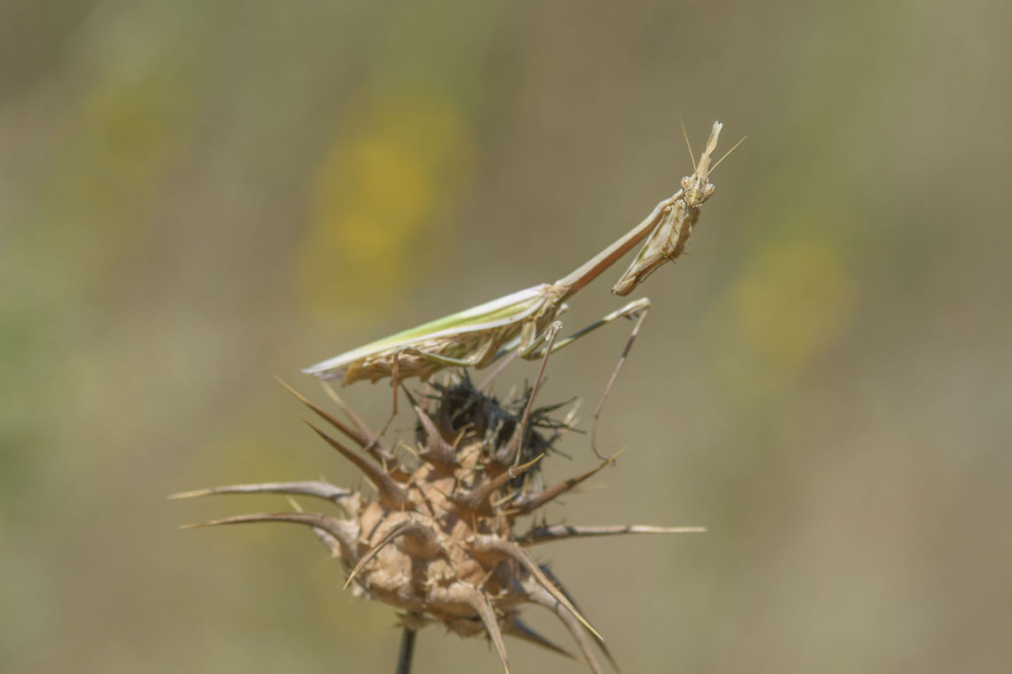 Empusa pennata Empusa pennata, adult female. Animalia,Arthropoda,Conehead Mantis,Empusa pennata,Empusidae,Insecta,Mantodea,biodiversity,mantis,preying mantis