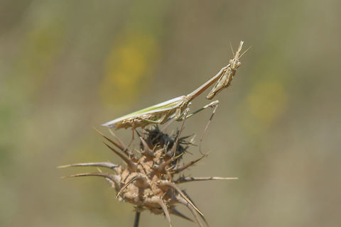 Empusa pennata Empusa pennata, adult female. Animalia,Arthropoda,Conehead Mantis,Empusa pennata,Empusidae,Insecta,Mantodea,biodiversity,mantis,preying mantis