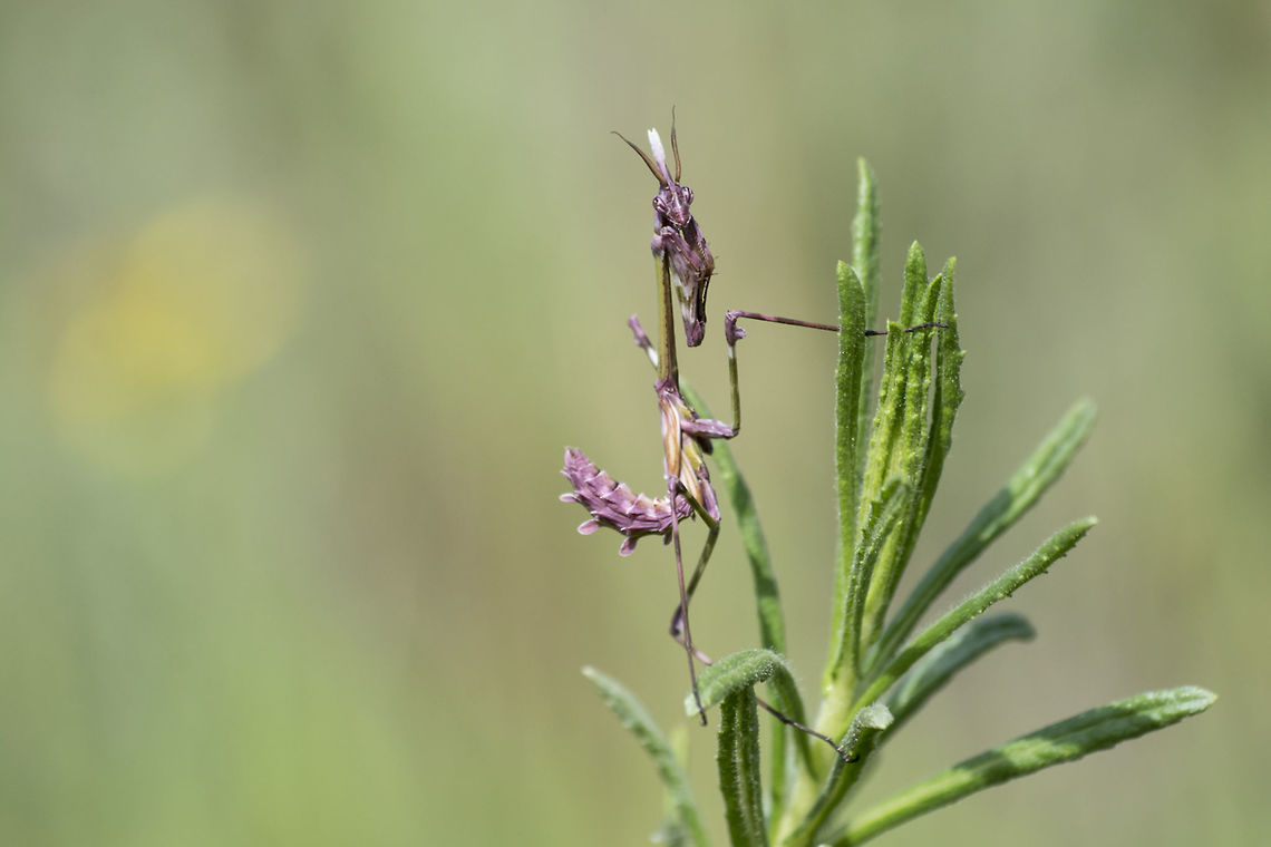 Empusa pennata Empusa pennata, nymph. Animalia,Arthropoda,Conehead Mantis,Empusa pennata,Empusidae,Insecta,Mantodea,biodiversity,mantis,nymph,preying mantis
