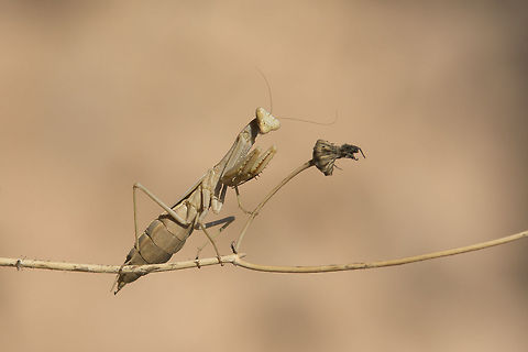 Iris oratoria Iris oratoria, female. Animalia,Arthropoda,Insecta,Iris oratoria,Mantodea,biodiversity,iris oratoria,mantis,preying mantis