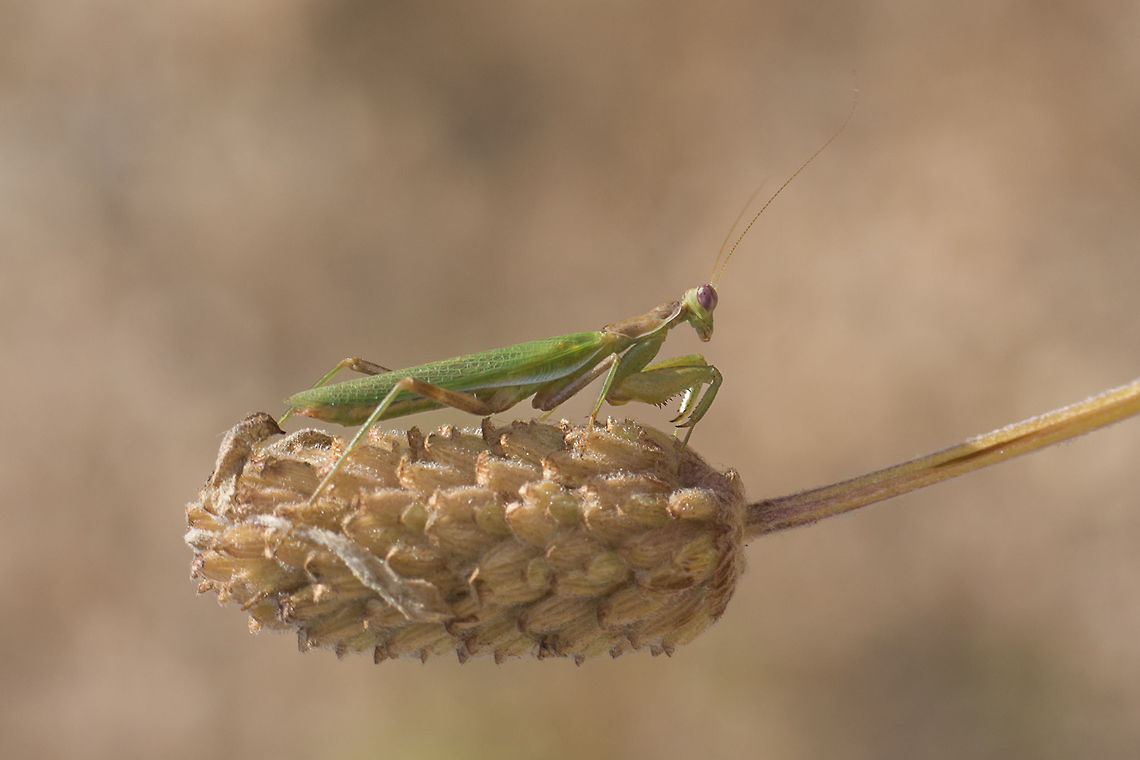 Ameles spallanzania Ameles spallanzania, male.<br />
<br />
Image rotation 90&ordm;CCW Ameles spallanzania,European dwarf mantis,ameles,animalia,arthropoda,biodiversity,insecta,mantid,mantodea,preying mantis
