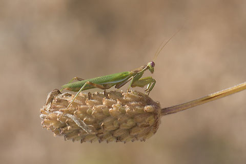 Ameles spallanzania Ameles spallanzania, male.

Image rotation 90&ordm;CCW Ameles spallanzania,European dwarf mantis,ameles,animalia,arthropoda,biodiversity,insecta,mantid,mantodea,preying mantis