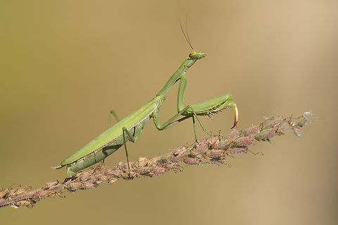 Mantis religiosa Mantis religiosa, adult female. Animalia,Arthropoda,European Mantis,Insecta,Mantidae,Mantinae,Mantini,Mantis,Mantis religiosa,Mantodea,preying mantis