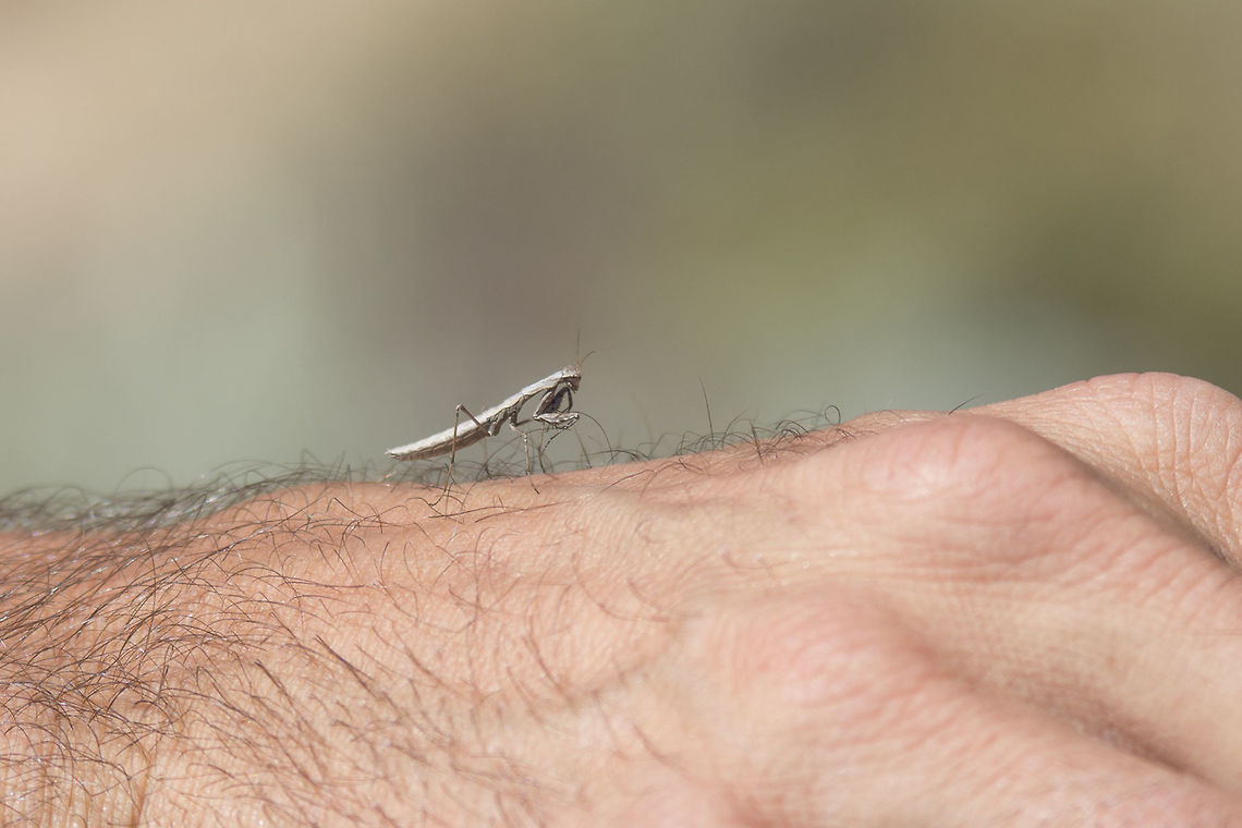 Geomantis larvoides Geomantis larvoides. Animalia,Arthropoda,European Mantis,Geomantis,Geomantis larvoides,Insecta,Mantidae,Mantinae,Mantini,Mantis,Mantodea,Miomantinae,Rivetini,preying mantis