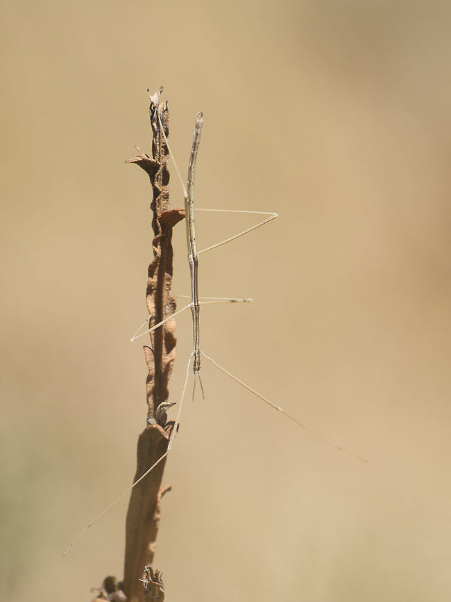 Leptynia attenuata Leptynia attenuata, adult male. Animalia,Arthropoda,Biodiversity,Heteronemiidae,Insecta,Leptynia,Leptynia attenuata,Phasmatodea,sitck bug