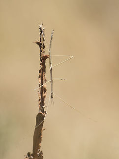 Leptynia attenuata Leptynia attenuata, adult male. Animalia,Arthropoda,Biodiversity,Heteronemiidae,Insecta,Leptynia,Leptynia attenuata,Phasmatodea,sitck bug