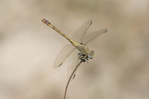 Paragomphus genei Paragomphus genei, adult female. Anisoptera,Biodiversity,Dragonfly,Gomphidae,Insecta,Odonata,Paragomphus genei,anisoptera,hook-tail dragonfly