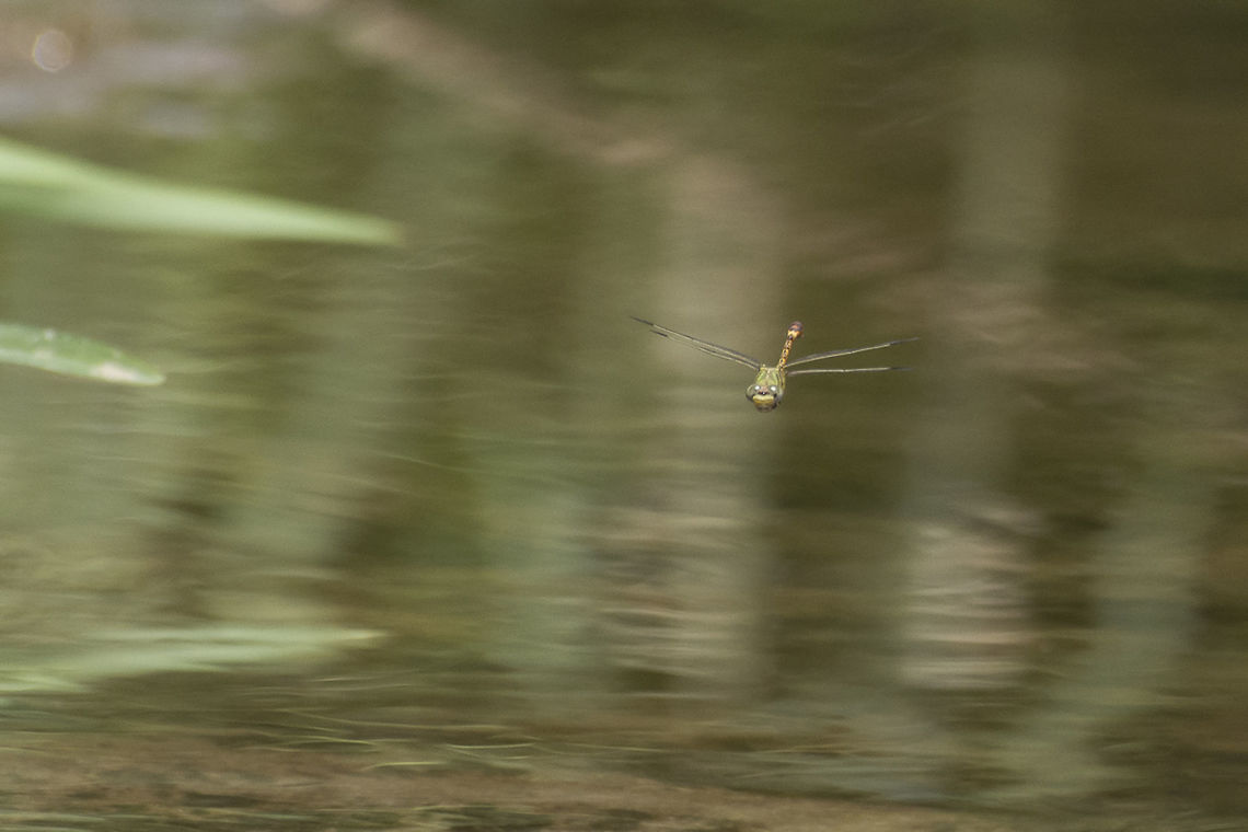 Paragomphus genei Paragomphus genei, adult male on patrol. One of the most difficult odonata i&#039;ve fond to get a clear shot while in flight. The location was not so good for this approach, and to get more difficult this specimen while on patrol is extremely fast, changing directions, and straight forward like a bullet. Even when it seems possible to understand its behavior and anticipate the moment something goes wrong and the dragonfly gets the best of it. Nearly 3 months of observation of this specimen, and this was the best i get. Yours to appreciate* Anisoptera,Biodiversity,Dragonfly,Gomphidae,Insecta,Odonata,Paragomphus genei,anisoptera,hook-tail dragonfly