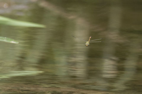 Paragomphus genei Paragomphus genei, adult male on patrol. One of the most difficult odonata i've fond to get a clear shot while in flight. The location was not so good for this approach, and to get more difficult this specimen while on patrol is extremely fast, changing directions, and straight forward like a bullet. Even when it seems possible to understand its behavior and anticipate the moment something goes wrong and the dragonfly gets the best of it. Nearly 3 months of observation of this specimen, and this was the best i get. Yours to appreciate* Anisoptera,Biodiversity,Dragonfly,Gomphidae,Insecta,Odonata,Paragomphus genei,anisoptera,hook-tail dragonfly