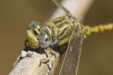 Paragomphus genei Paragomphus genei, male on dry reed. A closer look. Anisoptera,Biodiversity,Dragonfly,Gomphidae,Insecta,Odonata,Paragomphus genei,anisoptera,hook-tail dragonfly,macro