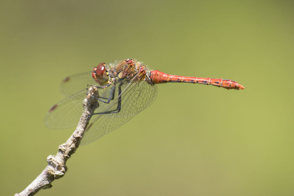 Sympetrum sanguineum Sympetrum sanguineum, adult male. Ruddy Darter,Sympetrum sanguineum,animalia,anisoptera,arthropoda,biodiversity,insecta,libellulidae,odonata