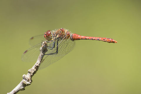 Sympetrum sanguineum Sympetrum sanguineum, adult male. Ruddy Darter,Sympetrum sanguineum,animalia,anisoptera,arthropoda,biodiversity,insecta,libellulidae,odonata