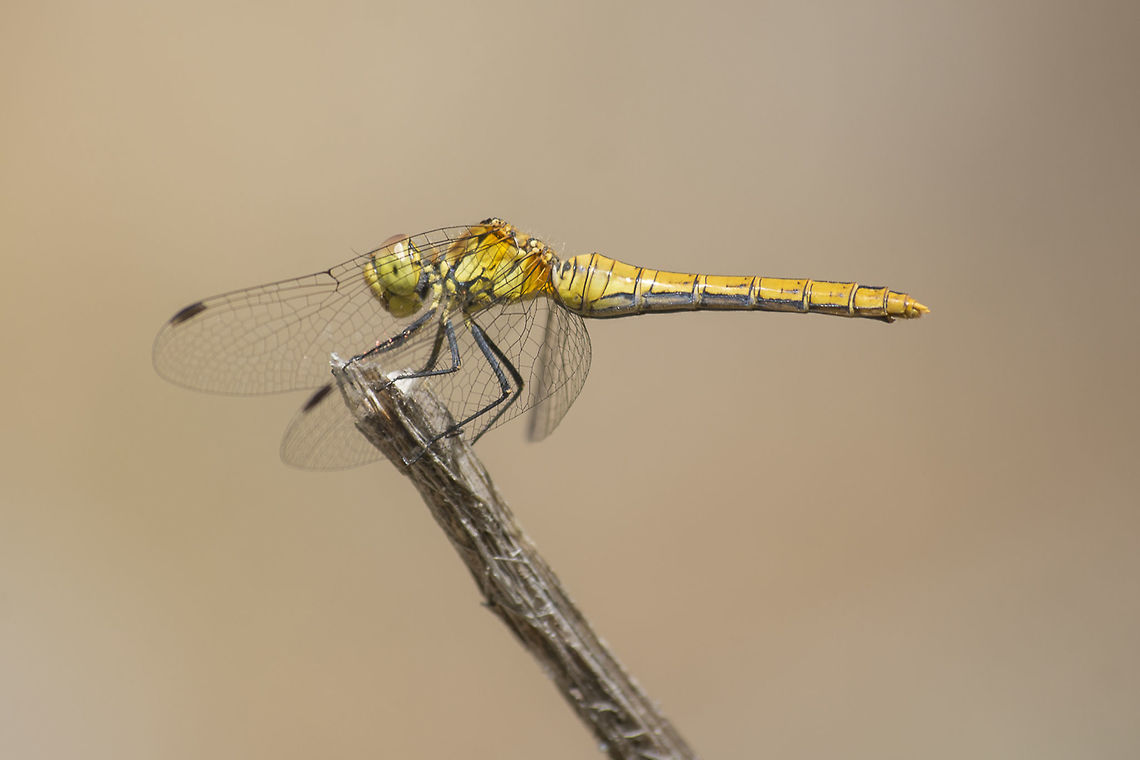 Sympetrum sanguineum Sympetrum sanguineum, adult female. Ruddy Darter,Sympetrum sanguineum,animalia,anisoptera,arthropoda,biodiversity,insecta,libellulidae,odonata