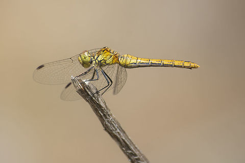 Sympetrum sanguineum Sympetrum sanguineum, adult female. Ruddy Darter,Sympetrum sanguineum,animalia,anisoptera,arthropoda,biodiversity,insecta,libellulidae,odonata