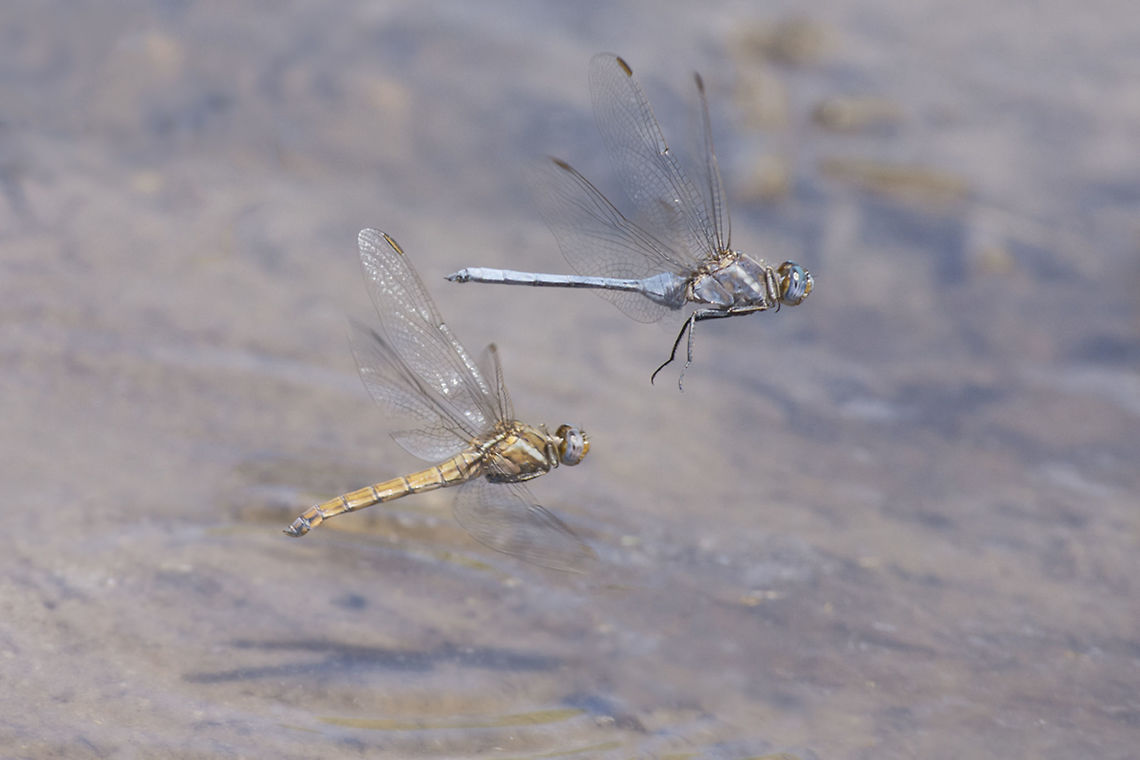 Orthetrum chrysostigma Orthetrum chrysostigma, male (above) and female (bellow) in flight. Orthetrum chrysostigma,animalia,anisoptera,arthropoda,biodiversity,insecta,libellulidae,odonata,orthetrum chrysostigma,oviposition