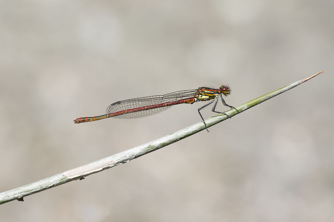Pyrrhosoma nymphula Pyrrhosoma nymphula, adult male. On the basis of the thorax are visible a few acari, ectoparasites of damselflies. Usually they are confounded with eggs of odonata...  Large Red Damselfly,Pyrrhosoma nymphula,acari,animalia,anisoptera,arachnida,arthropoda,biodiversity,coenagrionidae,ectoparasites,insecta,odonata,water mites
