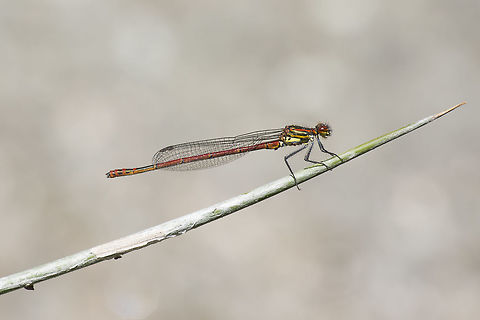 Pyrrhosoma nymphula Pyrrhosoma nymphula, adult male. On the basis of the thorax are visible a few acari, ectoparasites of damselflies. Usually they are confounded with eggs of odonata...  Large Red Damselfly,Pyrrhosoma nymphula,acari,animalia,anisoptera,arachnida,arthropoda,biodiversity,coenagrionidae,ectoparasites,insecta,odonata,water mites