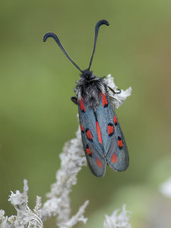 Zygaena rhadamanthus Zygaena rhadamanthus Zygaena rhadamanthus,arthropoda,biodiversity,heterocera,insects,lepidoptera,zygaenidae