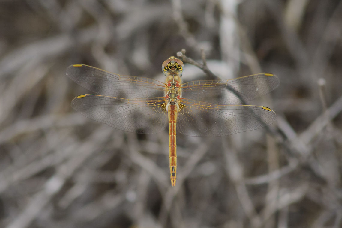Sympetrum fonscolombii Sympetrum fonscolombii, male. The Nomad Dragonfly. Sympetrum fonscolombii,animalia,anisoptera,arthropoda,biodiversity,dragonfly,insecta,libellulidae,nomad dragonfly,odonata,red-veined darter
